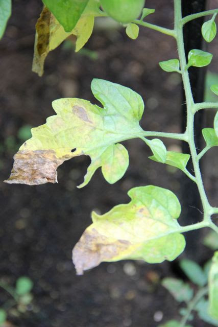 Hd限定トマト 葉っぱ 茶色 最高の花の画像