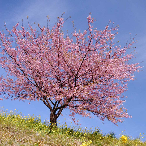 Tiggo5 endirim 10% azn ətrafli. Kwanzan Cherry Trees For Sale Brighterblooms Com