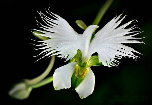 flowers that look like something 
else