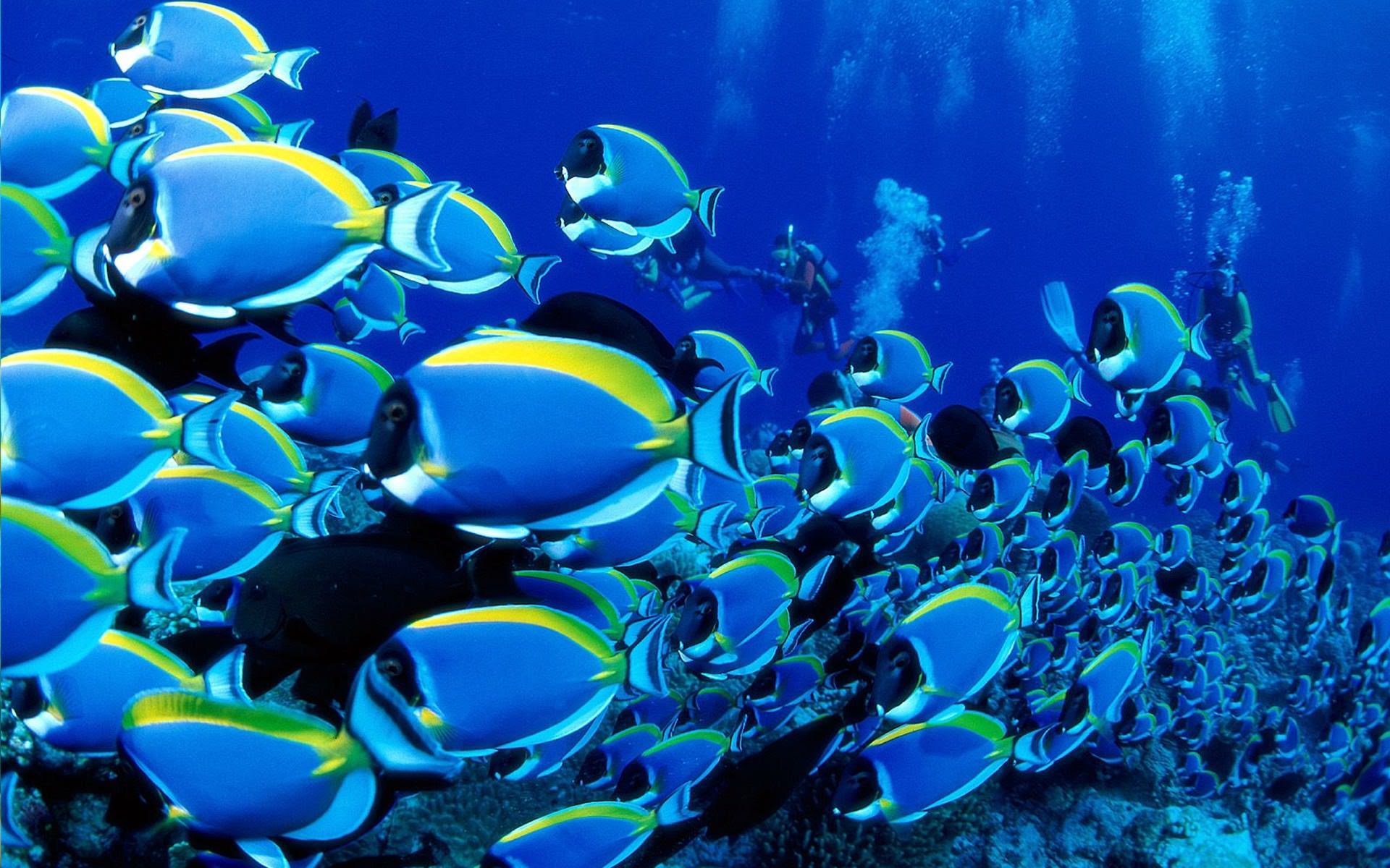 トップ100 壁紙 魚 最高の花の画像