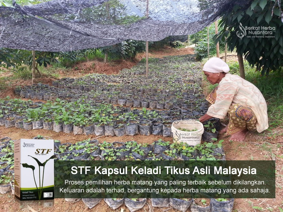 Ubat Kapsul Keladi Tikus - Yuralah