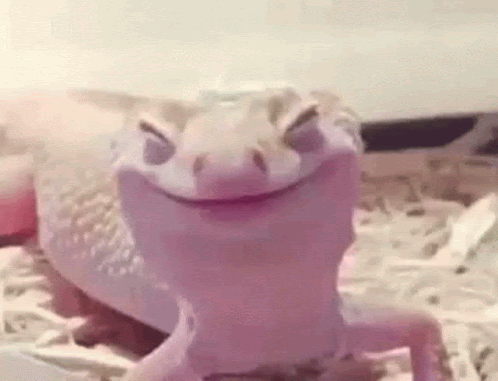 Delighted Gecko GIF