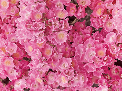 最高のコレクション お花 背景 ピンク 249518-ピンク 背景 お花