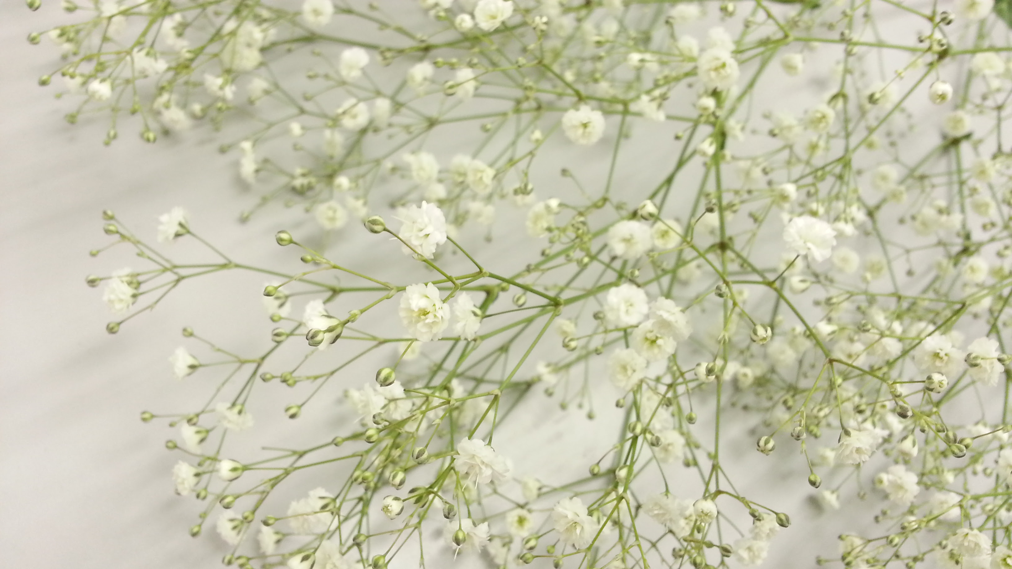 かすみ 草 壁紙 Kabekinjoss