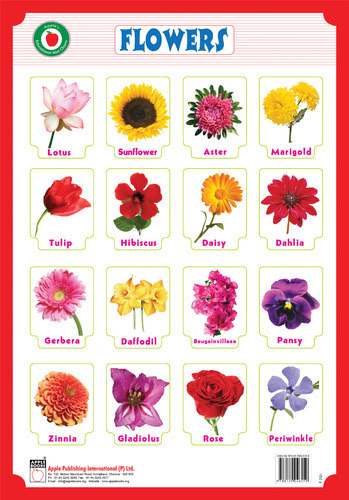 Dahlia Flower Name In Hindi Best Flower Wallpaper