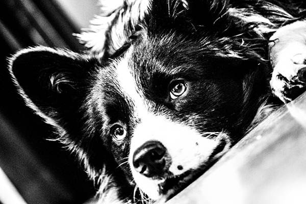 50 犬 イラスト 白黒 かっこいい
