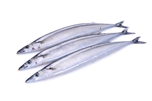 魚言葉 4797 魚言葉 真鯛 ゴルシ