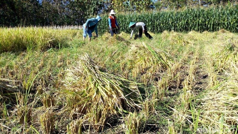 Paling Populer 30 Gambar Orang Panen Padi Di Sawah Foto 