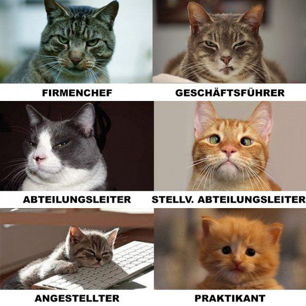 Alles Gute Zum Geburtstag Sprüche Für Den Chef