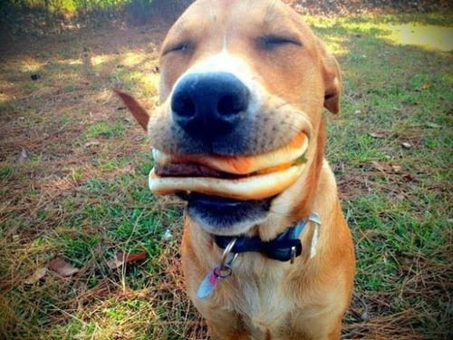 元気が出る画像 犬 コレクション イメージ ベスト