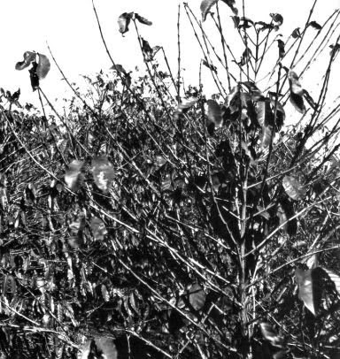Jul 26, 2021 · a geada negra é muito mais danosa do que a geada branca, pois queima a seiva no interior das plantas, o que impede a sobrevivência da planta. Noticias