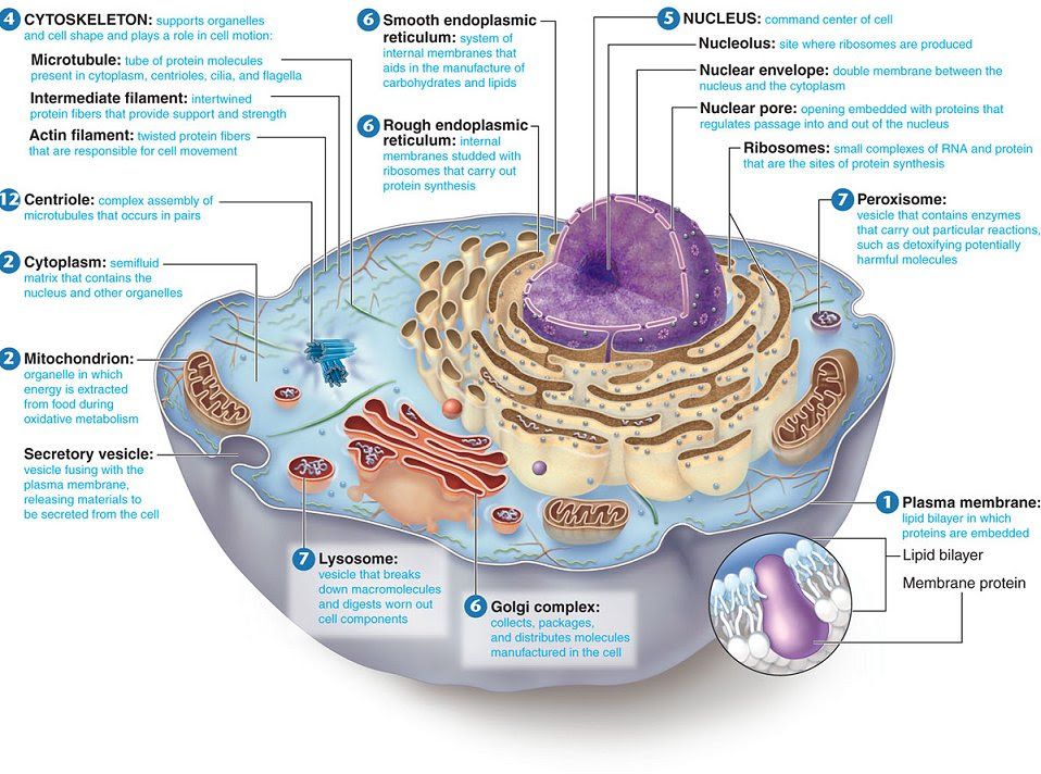 This biologywise article elaborates on the definition and the function of the parts of animal cell; Gudu Ngiseng Blog Animal Cell Parts And Their Functions