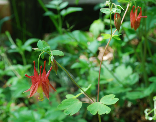 We did not find results for: Wild Columbine A Native Plant Stranger To Our Yard
