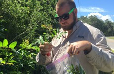 Florida Conservation Corps member Caleb Garner bags a Brazilian pepper tree cutting. 