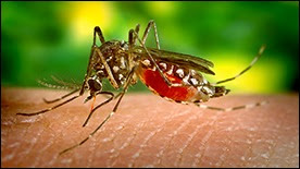 The figure shows a female Aedes aegypti mosquito, primary vector for the spread of Dengue.