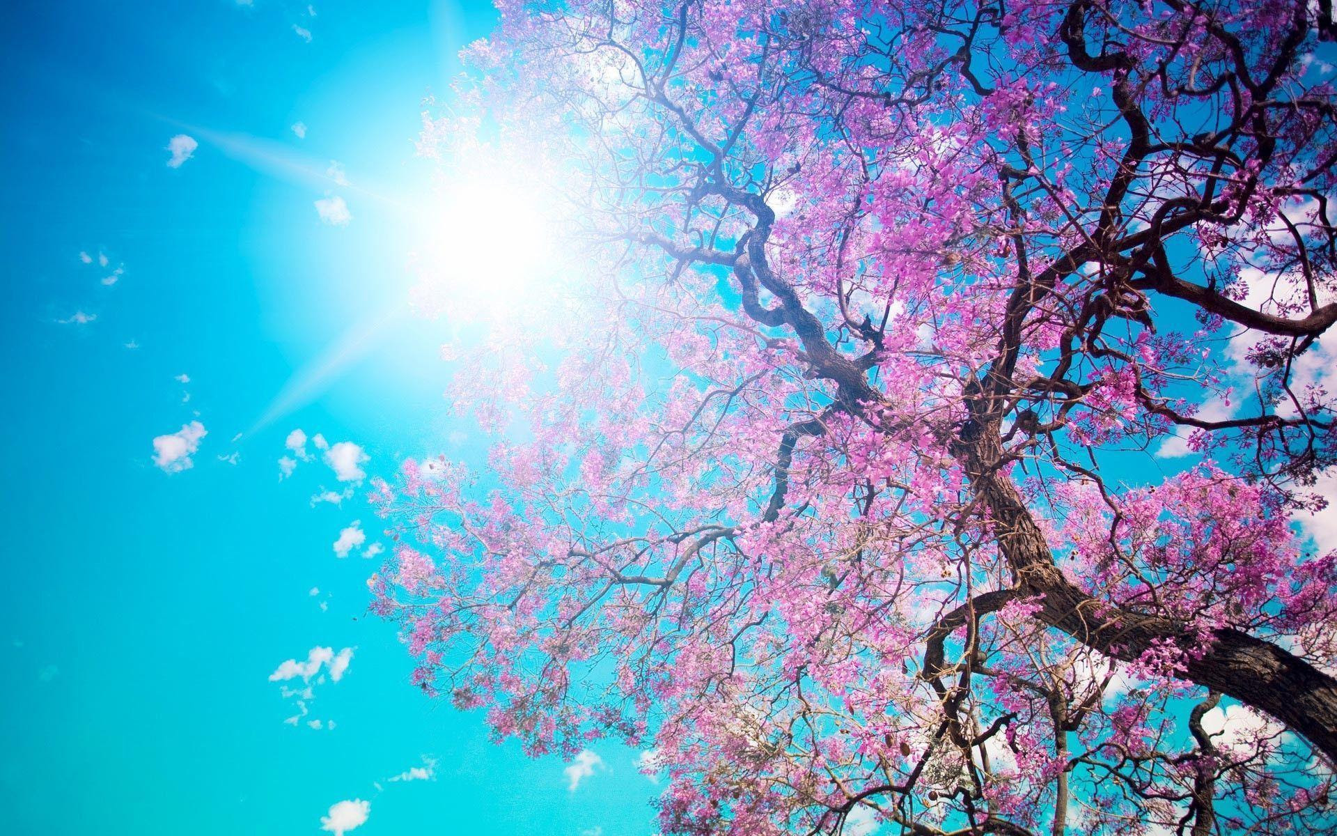すべての花の画像 上春 壁紙 おしゃれ Pc