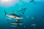 black tip shark