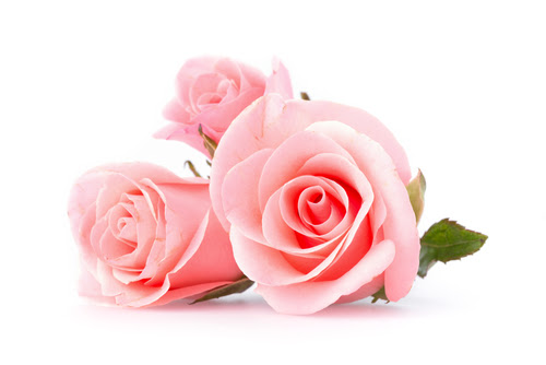 75 待ち受け ピンク の 薔薇 画像 最高の花の画像