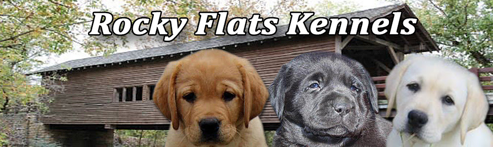 These litters are available for deposit. Rocky Flats Kennels English Labrador Retriever Breeders Tn