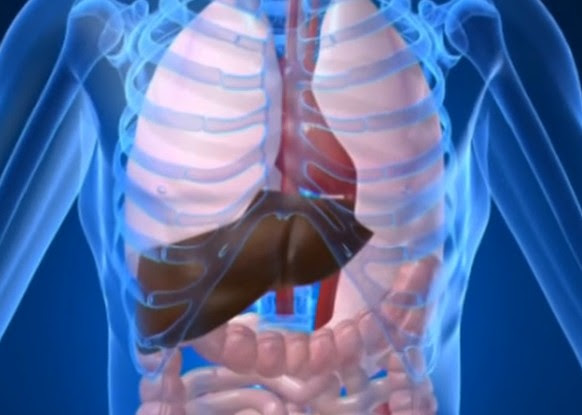 Organs Within Ribcage