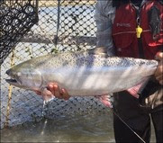 California salmon