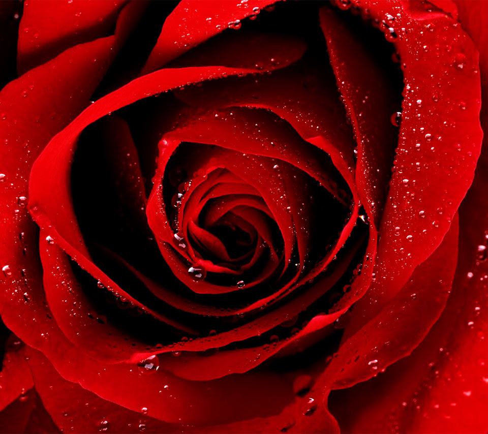 ディズニー画像ランド ユニーク薔薇 壁紙 Iphone 高画質