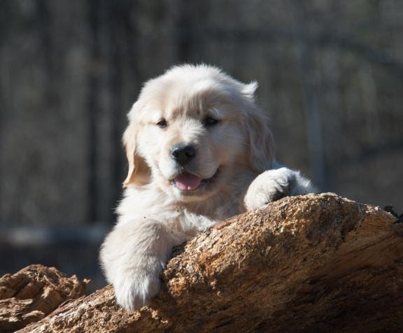 Wide choice in golden retriever puppies direct from experienced breeders, akc registered. Dogwood Springs Golden Retrievers Texas