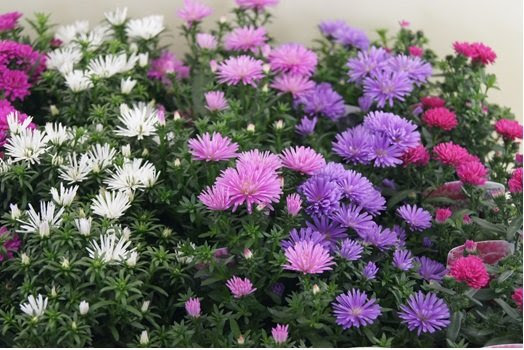 これまでで最高のアスター ビクトリア 最高の花の画像