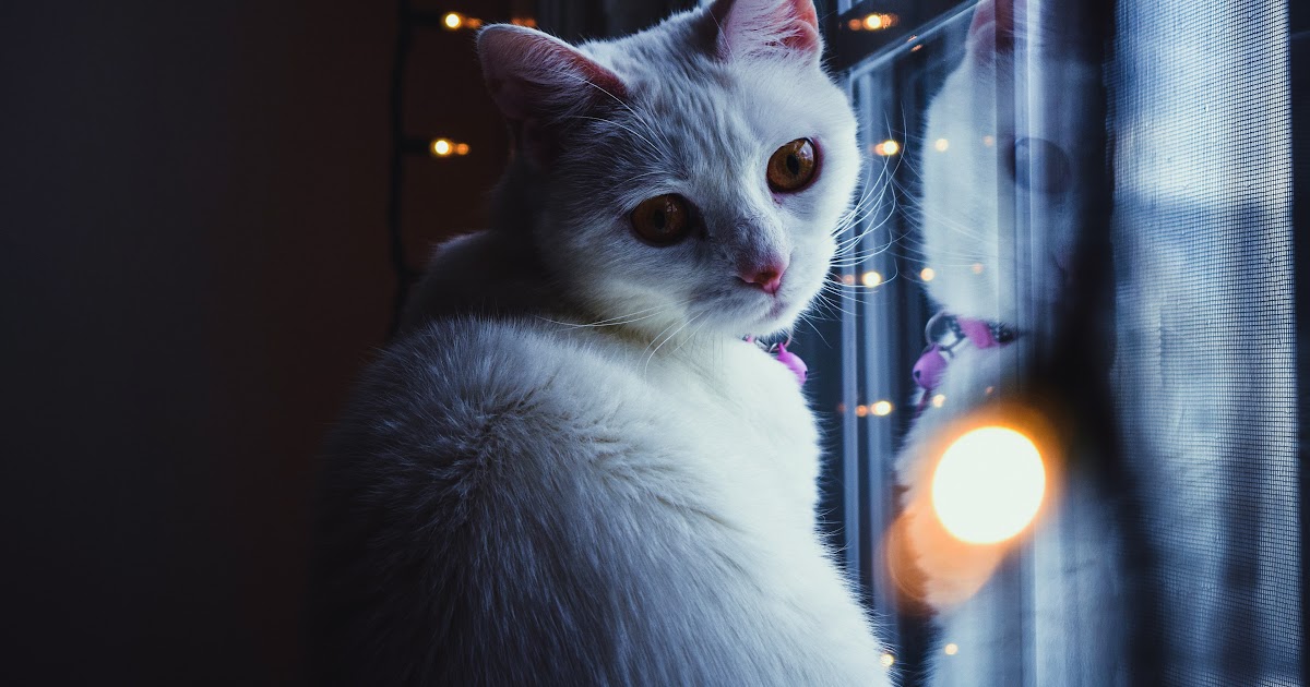  Wallpaper  Gambar Kucing  Aesthetic  KucingComel com