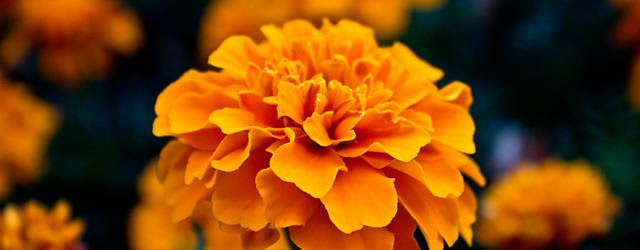 綺麗な花 オレンジ 壁紙 すべての美しい花の画像