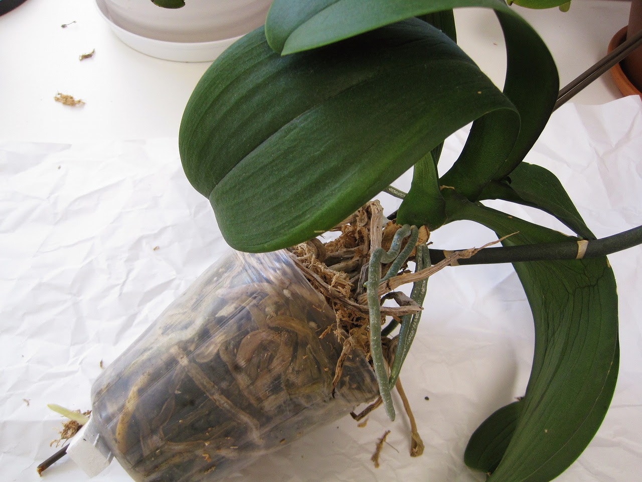 すべての美しい花の画像 最高の蘭 植え替え 水苔