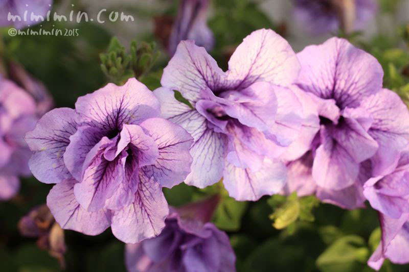 すべての美しい花の画像 新着バニラ 花 言葉