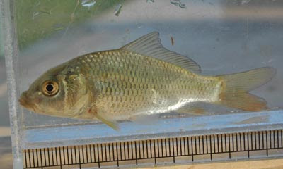 鯉 稚魚 鯉 稚魚 死ぬ