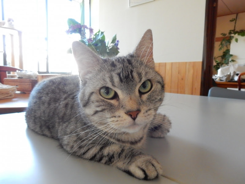猫 つり 目 最高の画像ページ