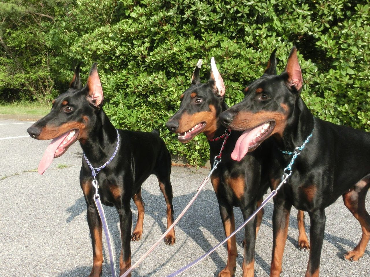 動物画像無料 Hd限定かっこいい 犬 種類
