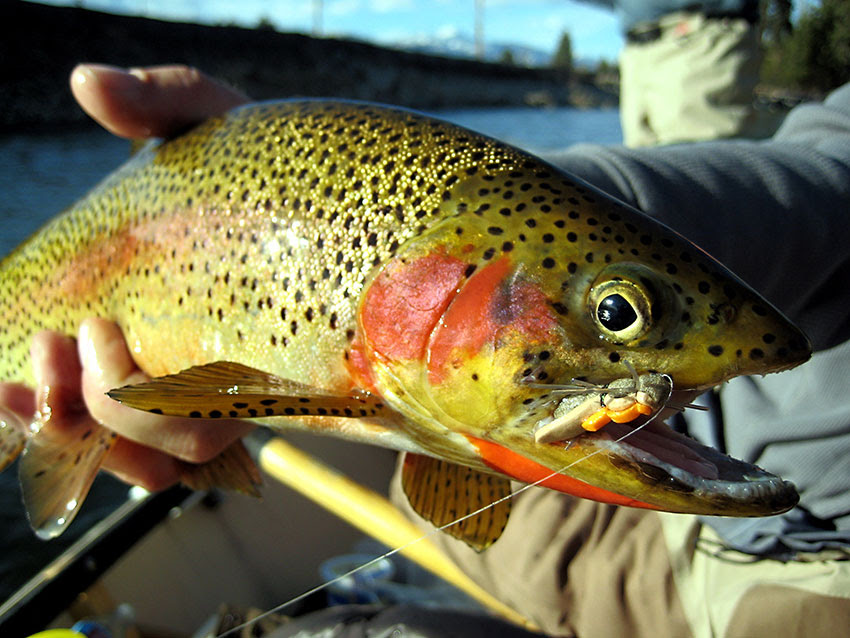 There are still a lot of hatches occurring. Montana Flyfishing Connection Rivers