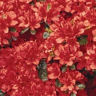 Maybe you would like to learn more about one of these? Flowering Shrub List Dammanns