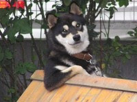 50 素晴らしい動物 ネタ画像 最高の動物画像