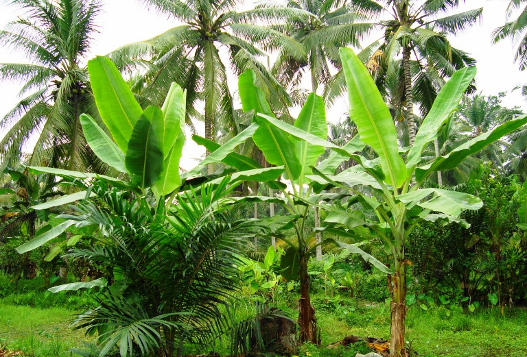 Mewarnai gambar  untuk anak anak Mewarnai Gambar  Pohon Pisang