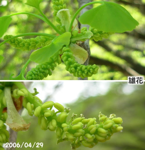 上イチョウ 雄花 最高の花の画像