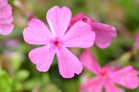 美しい花の画像 元の雑草 ピンク の 小さい 花