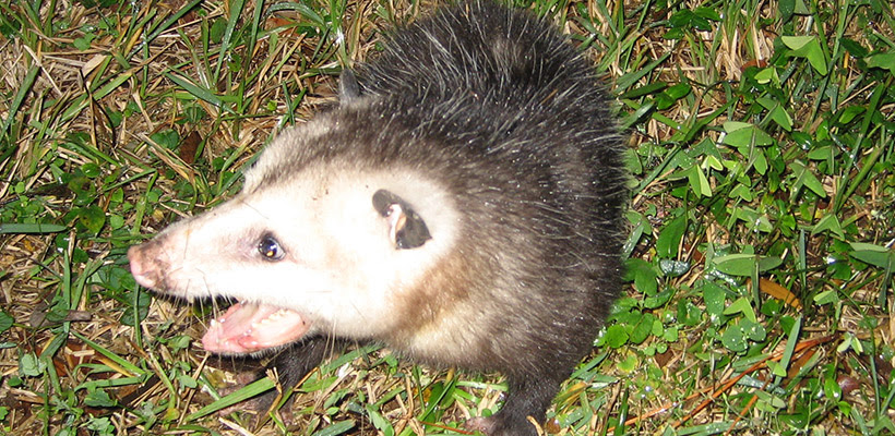 How many opossums has your cat eaten recently? Do Opossums Attack Cats Dogs Or Other Pets