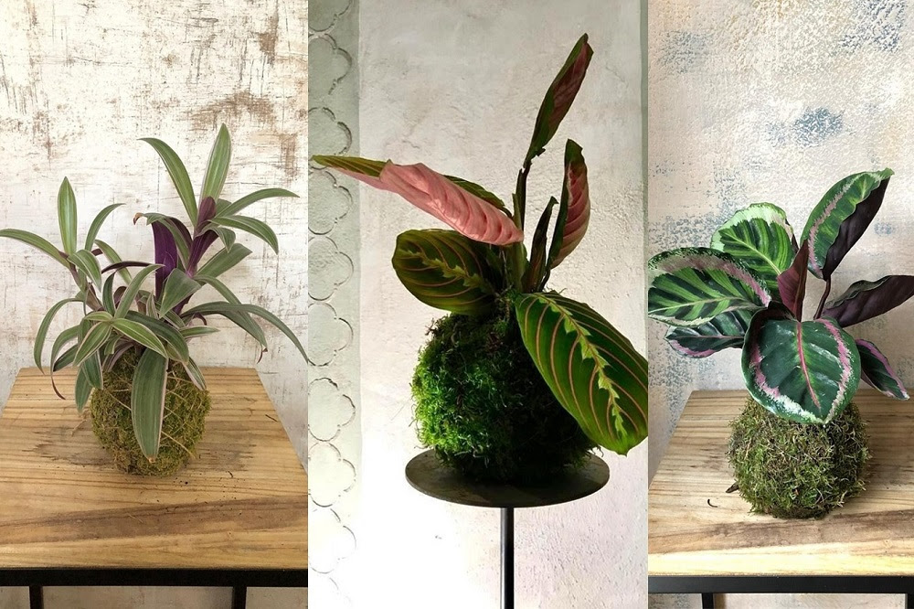 Come Coltivare Un Kokedama La Sfera Di Muschio Giapponese