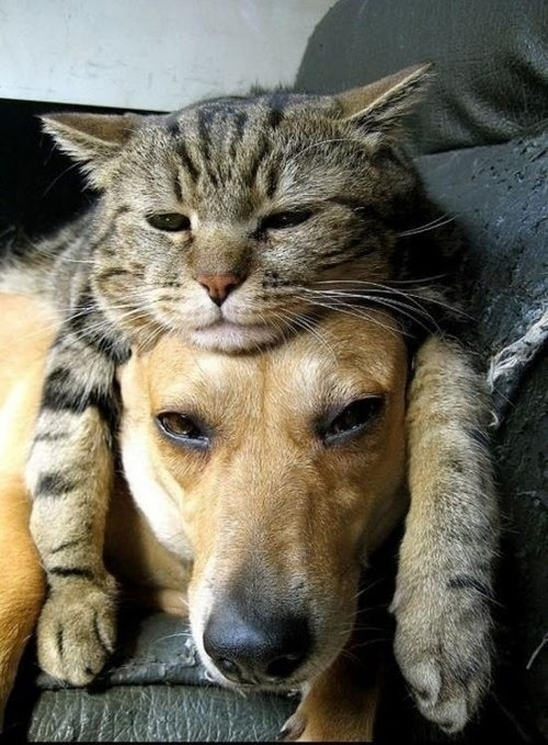 100以上 可愛い 犬 猫 仲良し Jpirasuto571iui