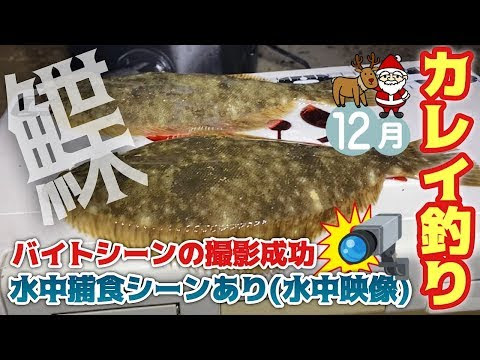 カレイ イラスト 簡単 カレイ イラスト 簡単 Jpsipokenwlud