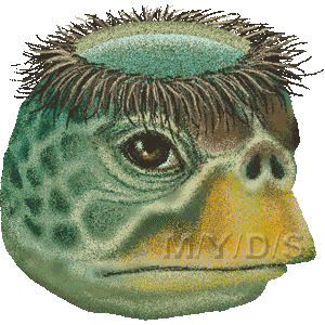無料ダウンロード カッパ 画像 河童 画像 おもしろ Ronnayunker