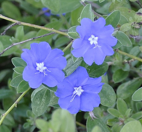 驚くばかり花 アメリカンブルー 最高の花の画像