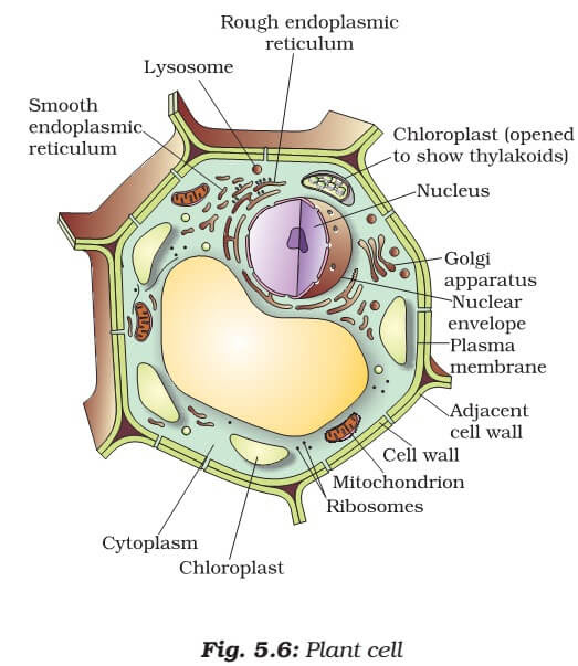 Great for worksheets, science fair boards, activities, lessons, and so. Cell Organelles Plant Cell Vs Animal Cell Pmf Ias