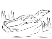 Maybe you would like to learn more about one of these? Alligators Coloring Pages Free Coloring Pages