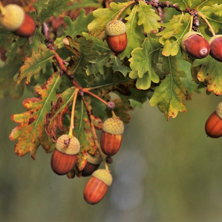 Brown acorns hang from the branch of a leafy oak